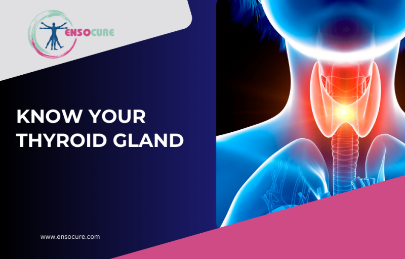 www.ensocure.com-thyroid gland