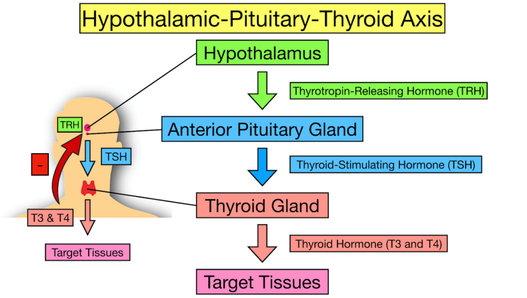 www.ensocure.com-know  thyroid gland