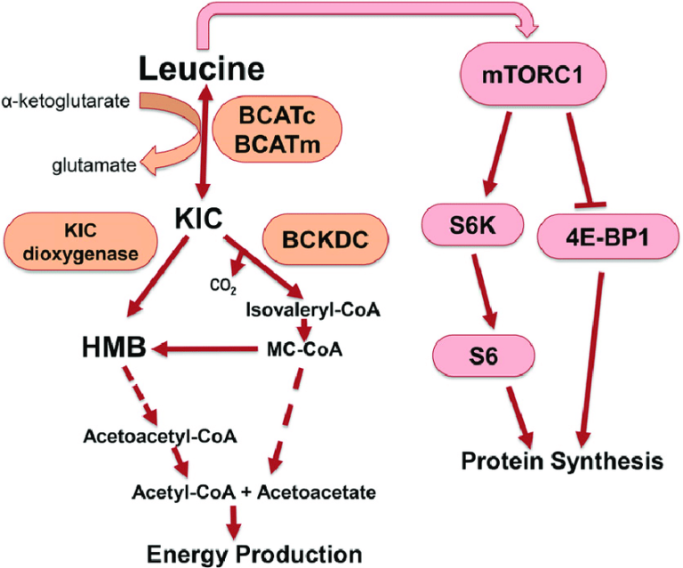 The Role of BCAAs and Glutamine in Muscle Growth, Recovery, Immunity