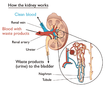 www.ensocure.com-kidney function test